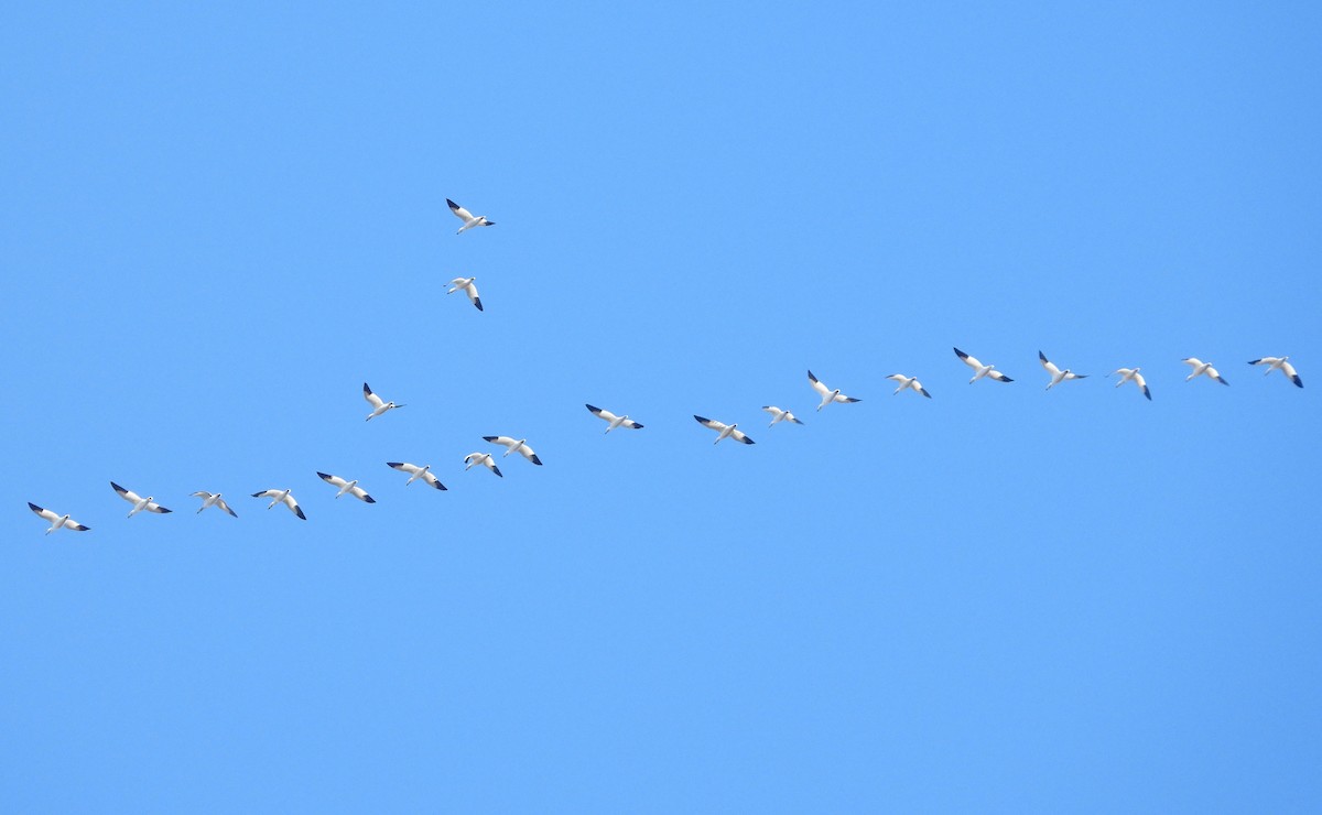 Snow Goose - ML646086111