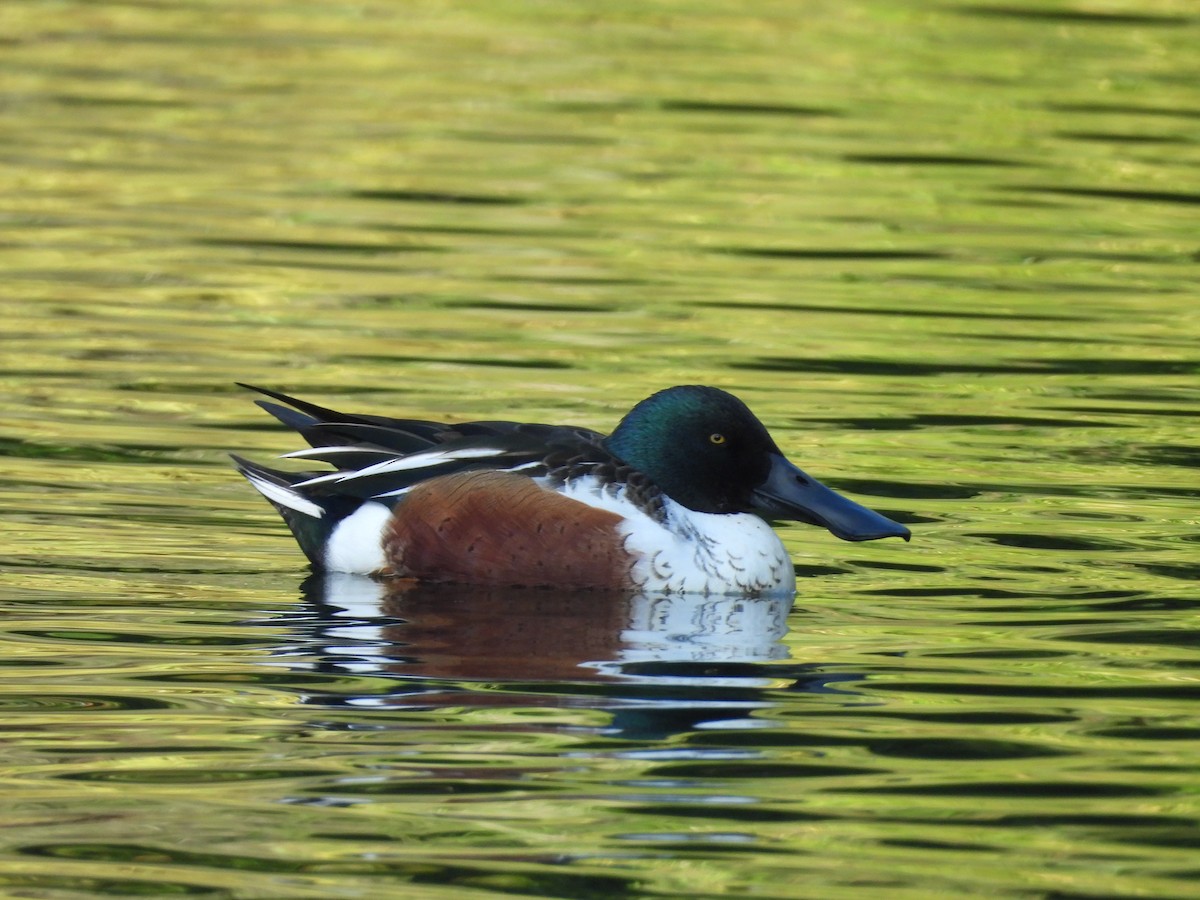 Northern Shoveler - ML646086112