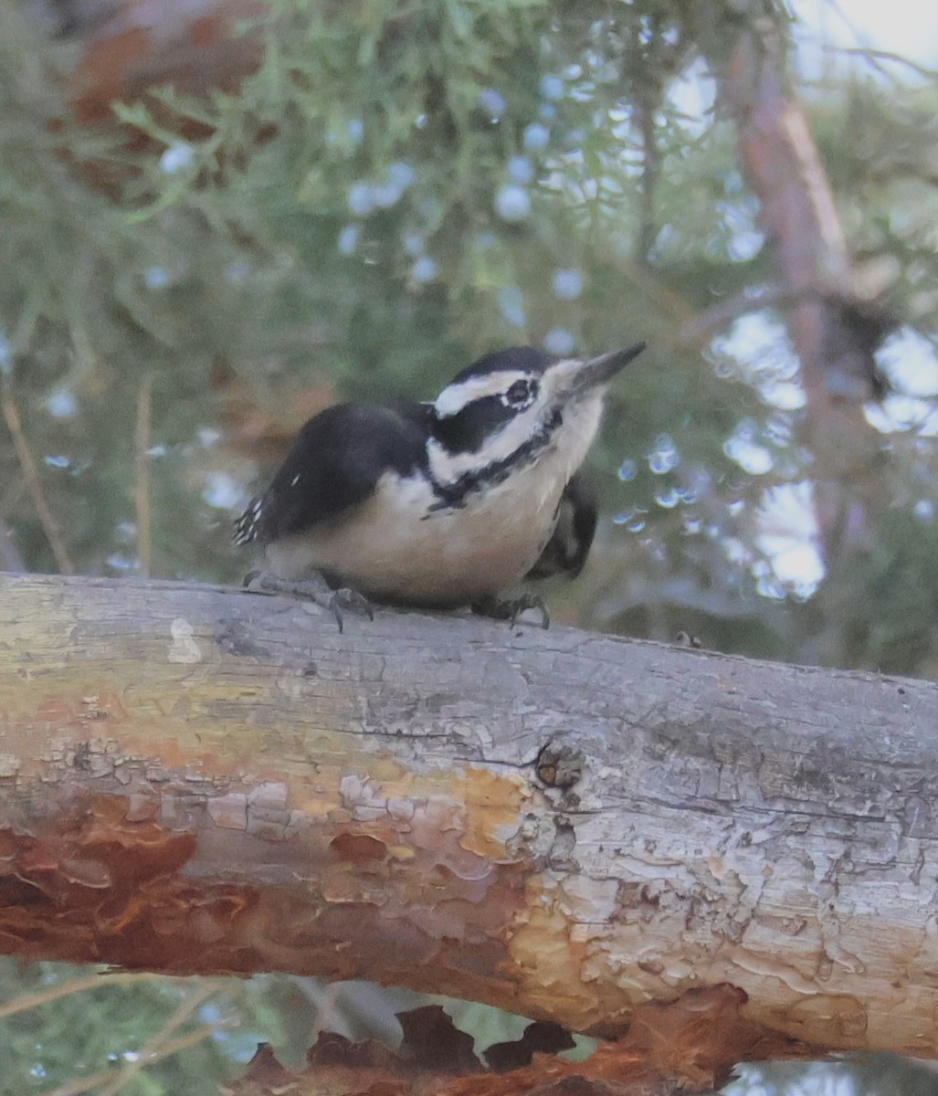 Hairy Woodpecker - ML646086114