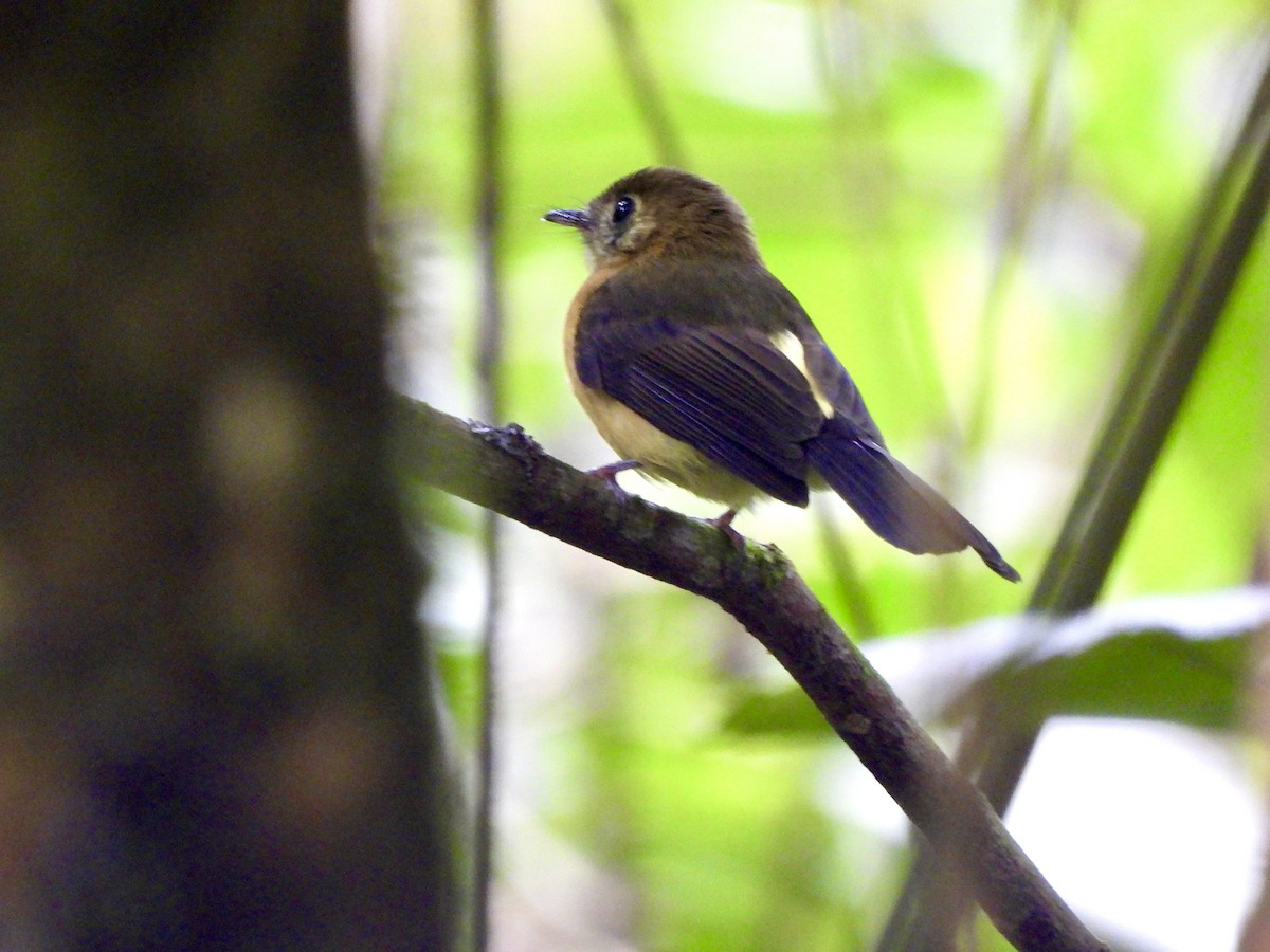 Sulphur-rumped Flycatcher - ML646086128