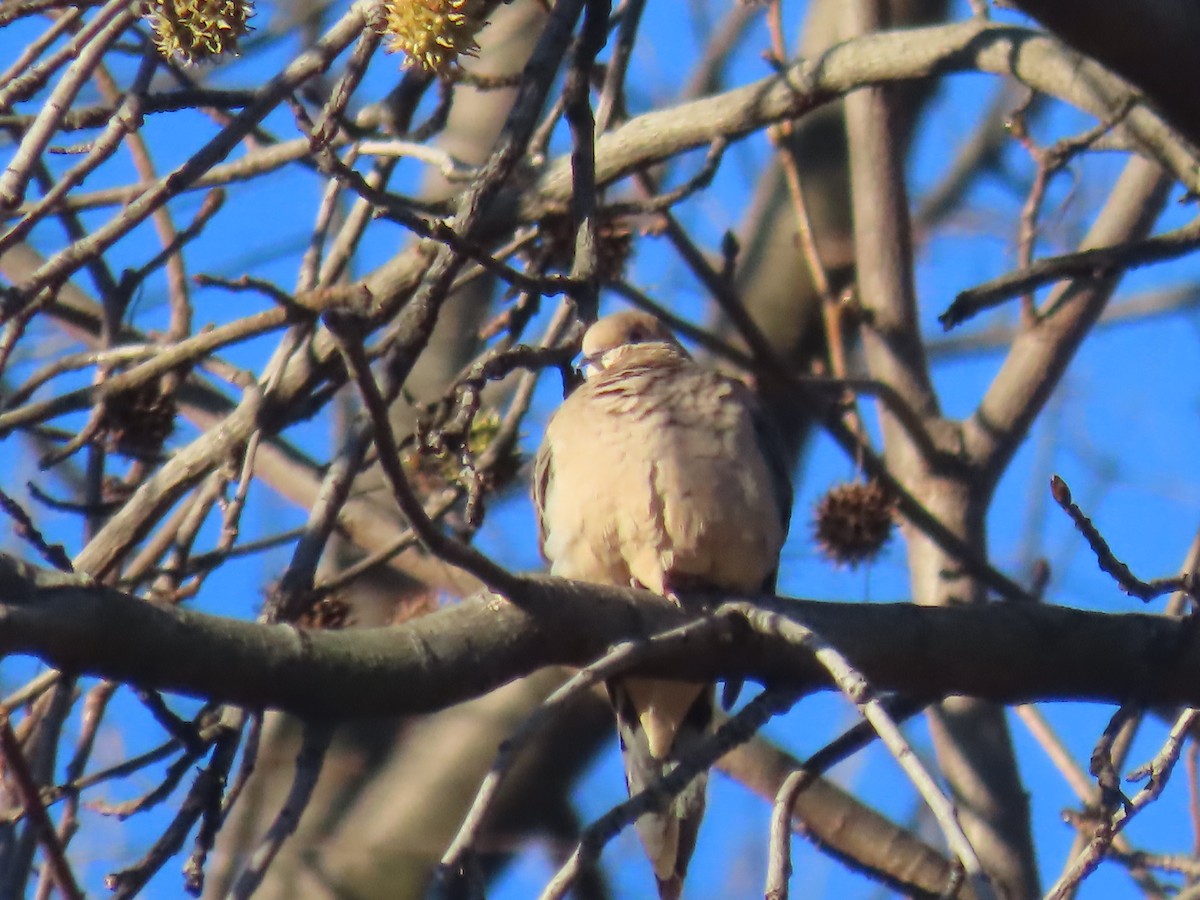 Mourning Dove - ML646086130