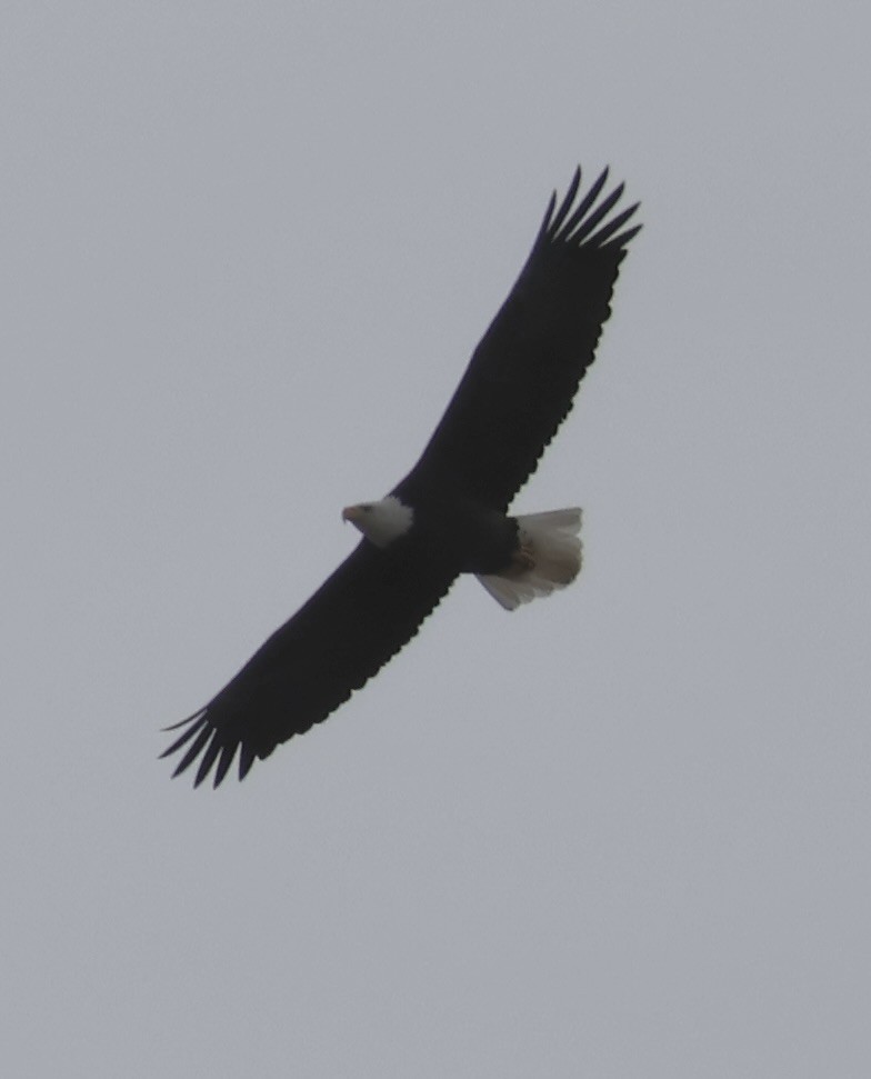 Bald Eagle - ML646086132