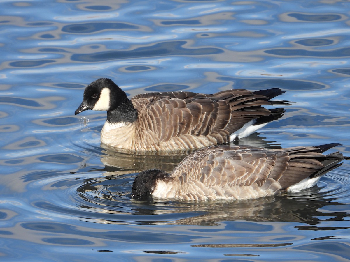 小加拿大雁 - ML646086134