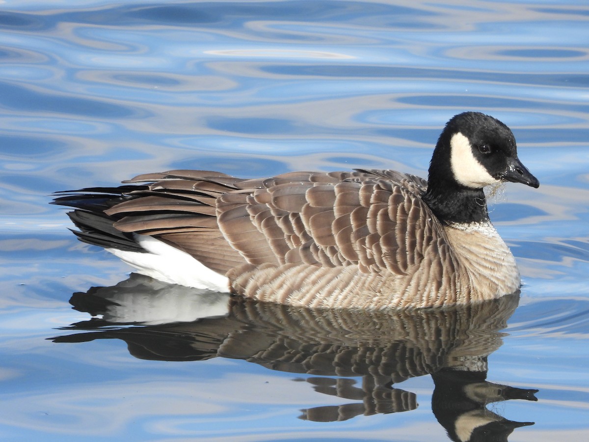 小加拿大雁 - ML646086135