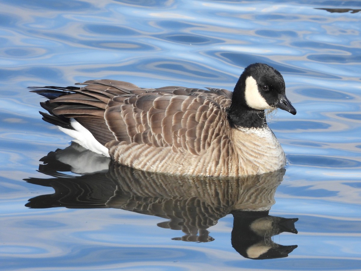 小加拿大雁 - ML646086136