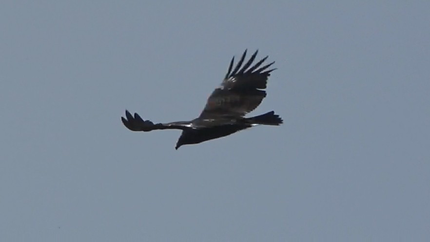 Turkey Vulture - ML646086159