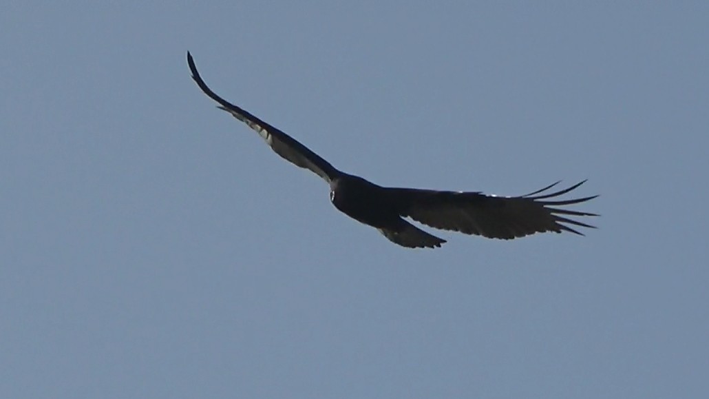 Turkey Vulture - ML646086160
