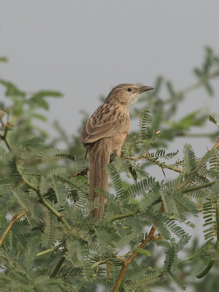 Common Babbler - ML646086163