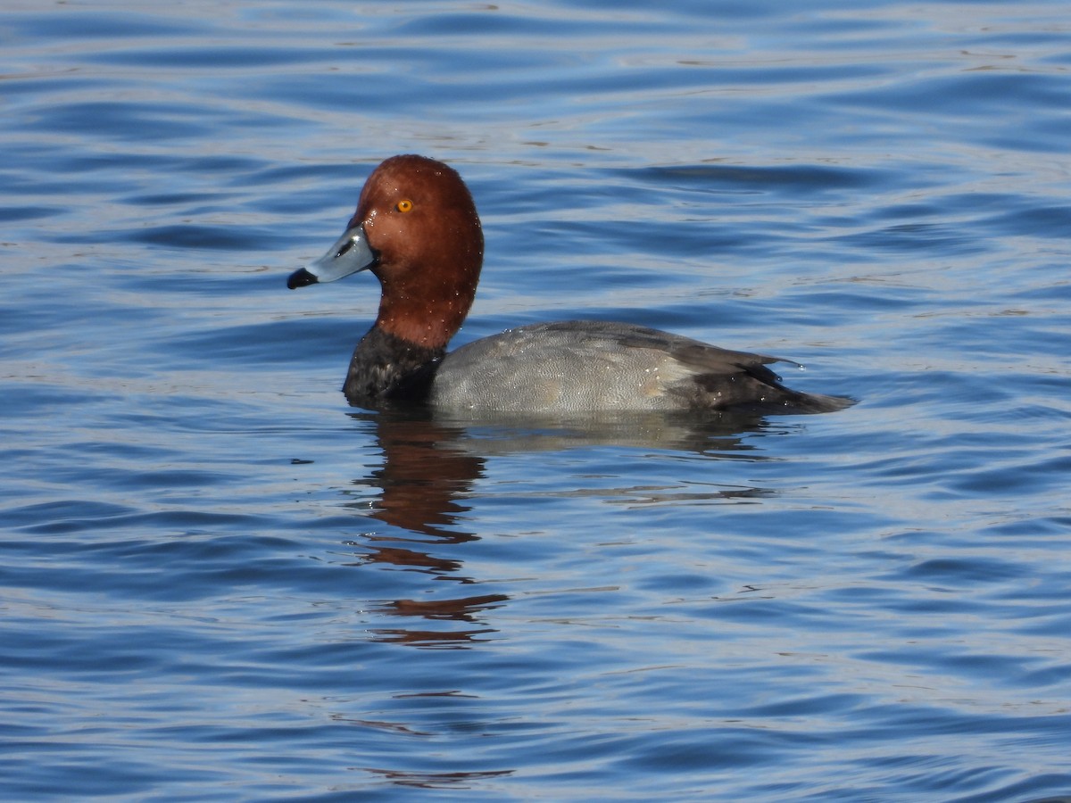 Redhead - ML646086175