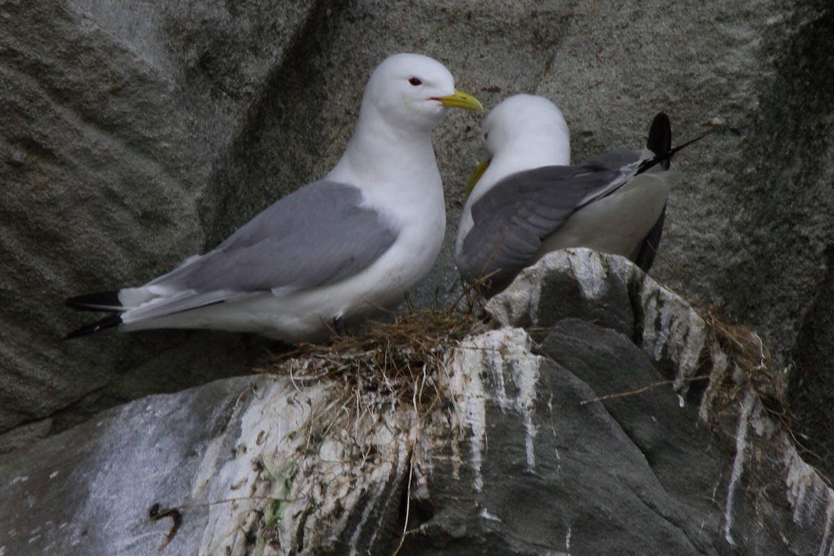 Моевка - ML646086188