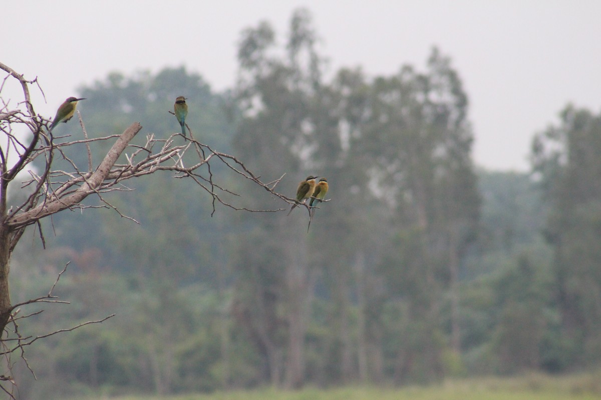 Blue-tailed Bee-eater - ML646086191