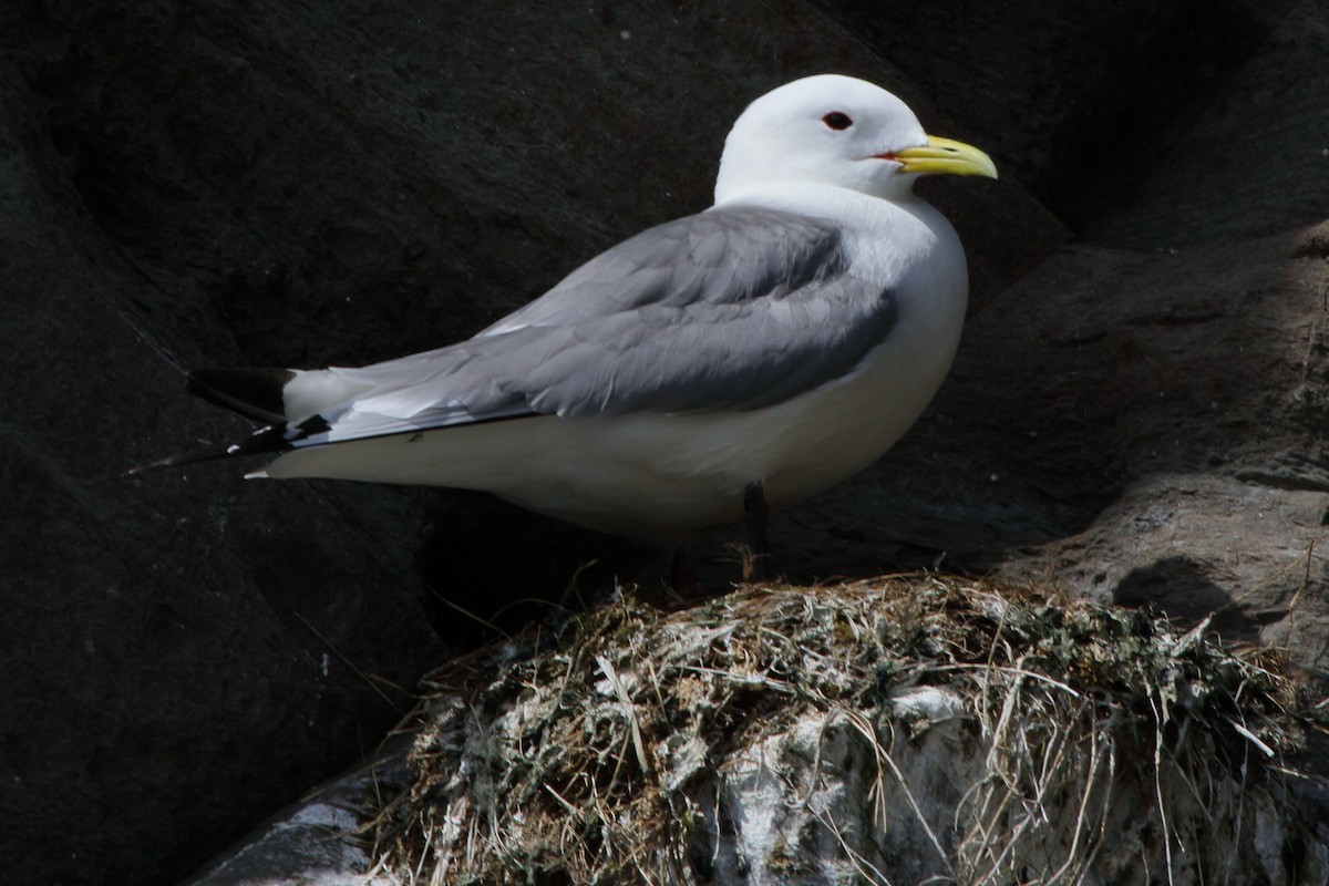 Black-legged Kittiwake - ML646086192