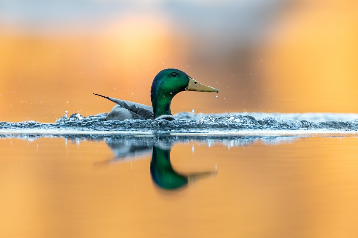 Mallard - ML646086193