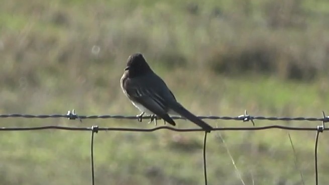 Black Phoebe - ML646086194