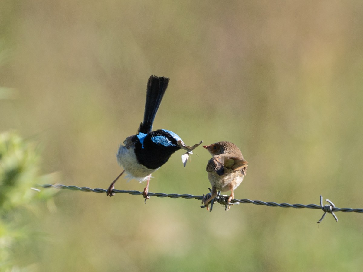 Superb Fairywren - ML646086195