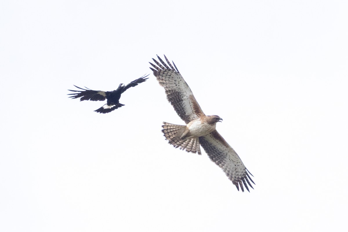 Australian Magpie - ML646086196