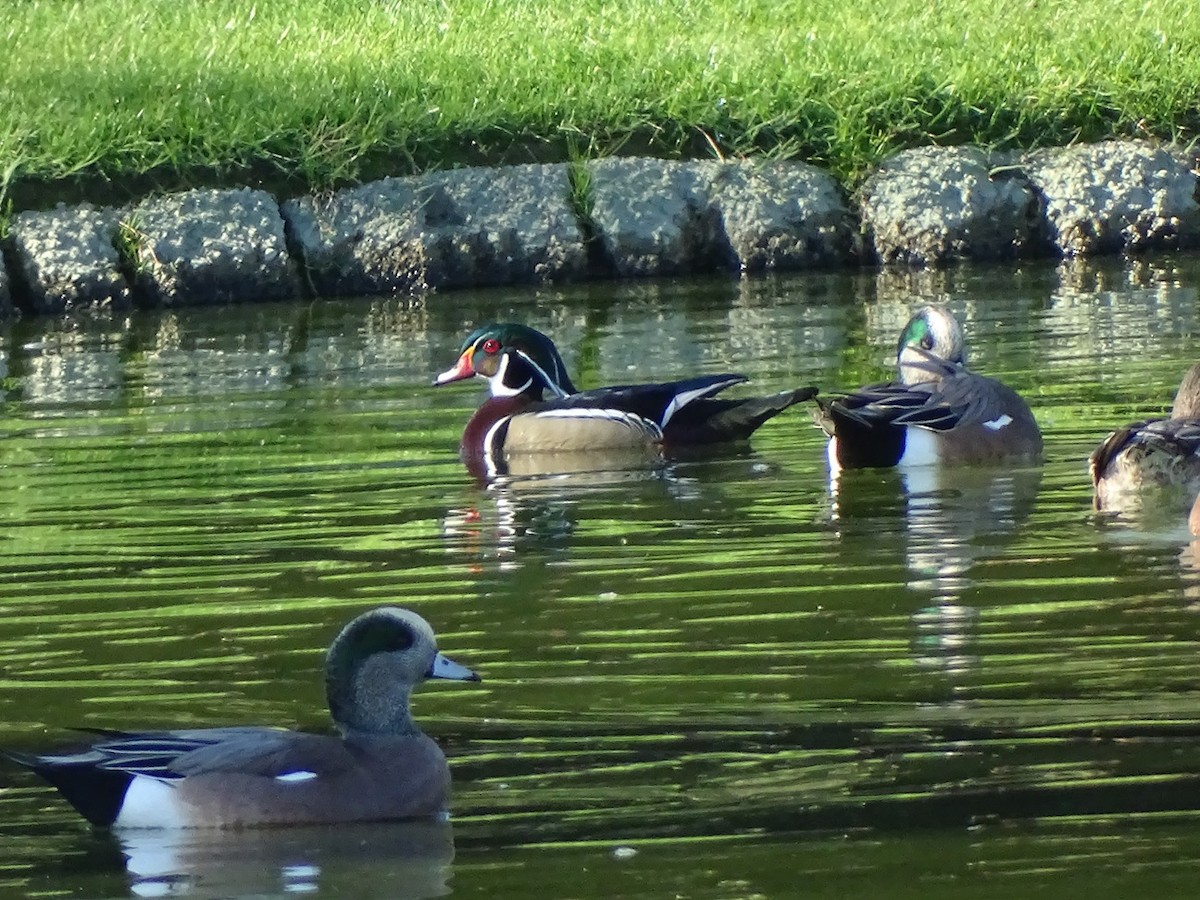 Wood Duck - ML646086197