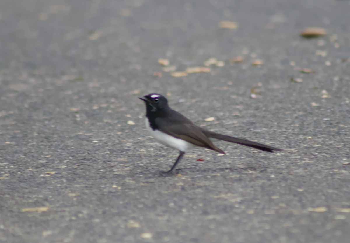 Willie-wagtail - ML646086198