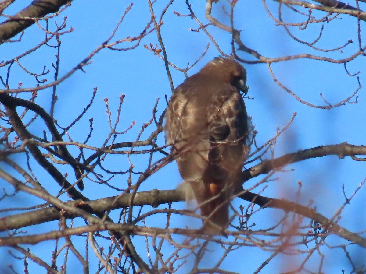 Red-tailed Hawk - ML646086201