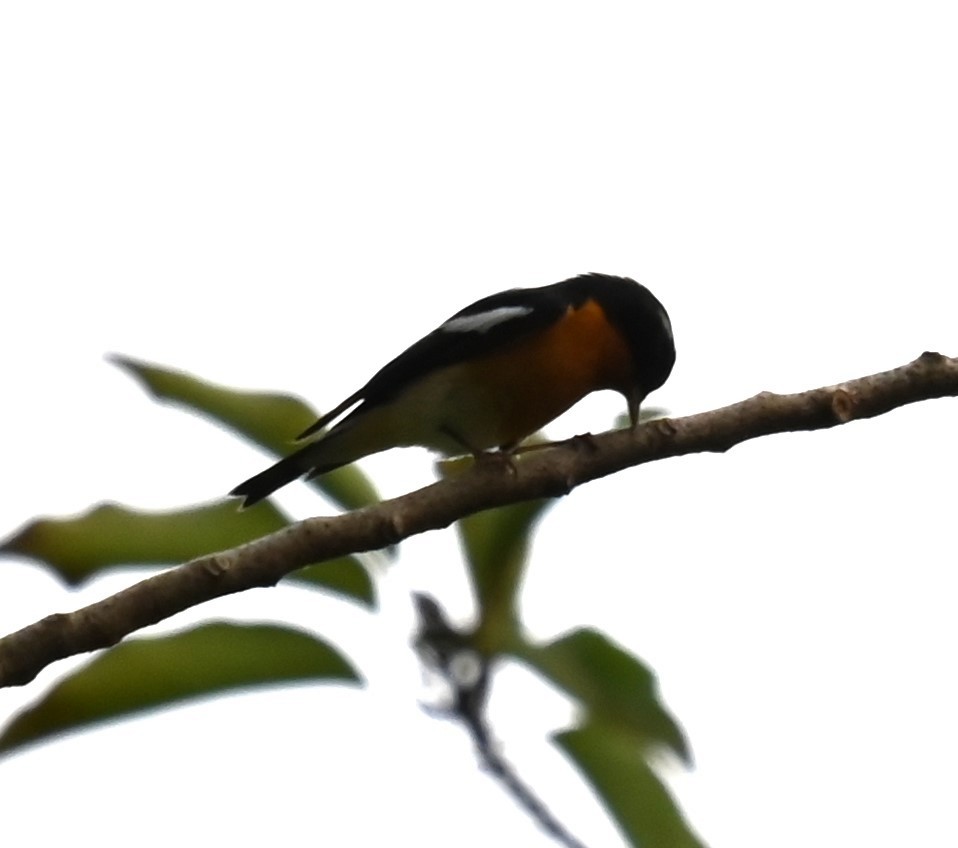 Mugimaki Flycatcher - ML646086204