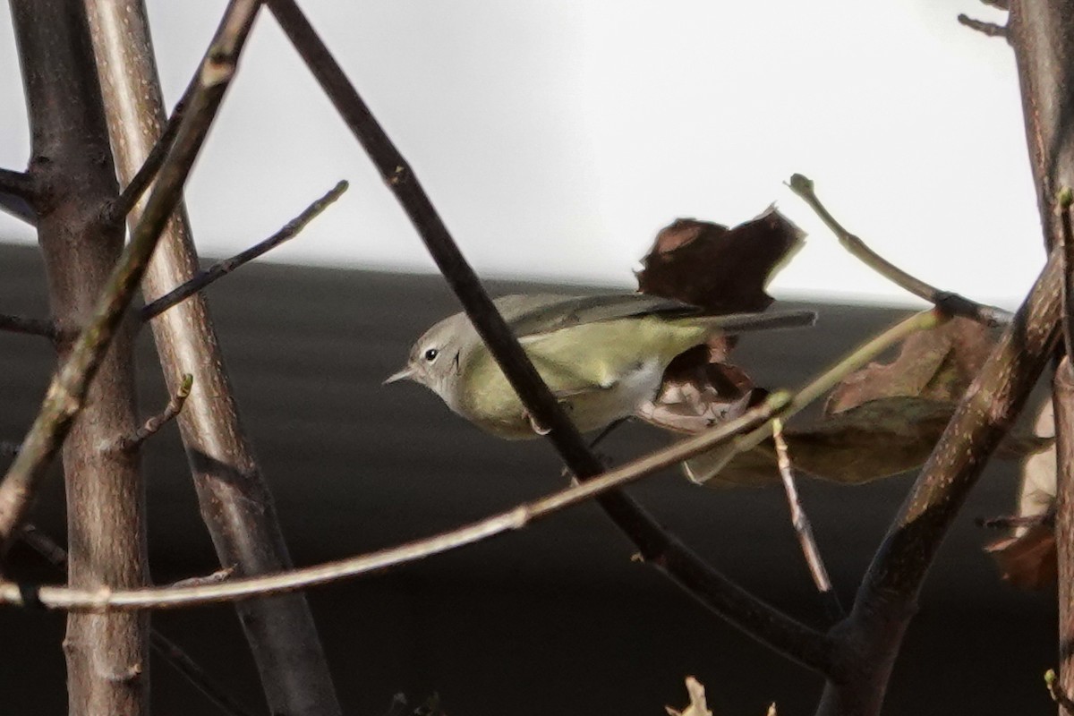 Orange-crowned Warbler - ML646086215