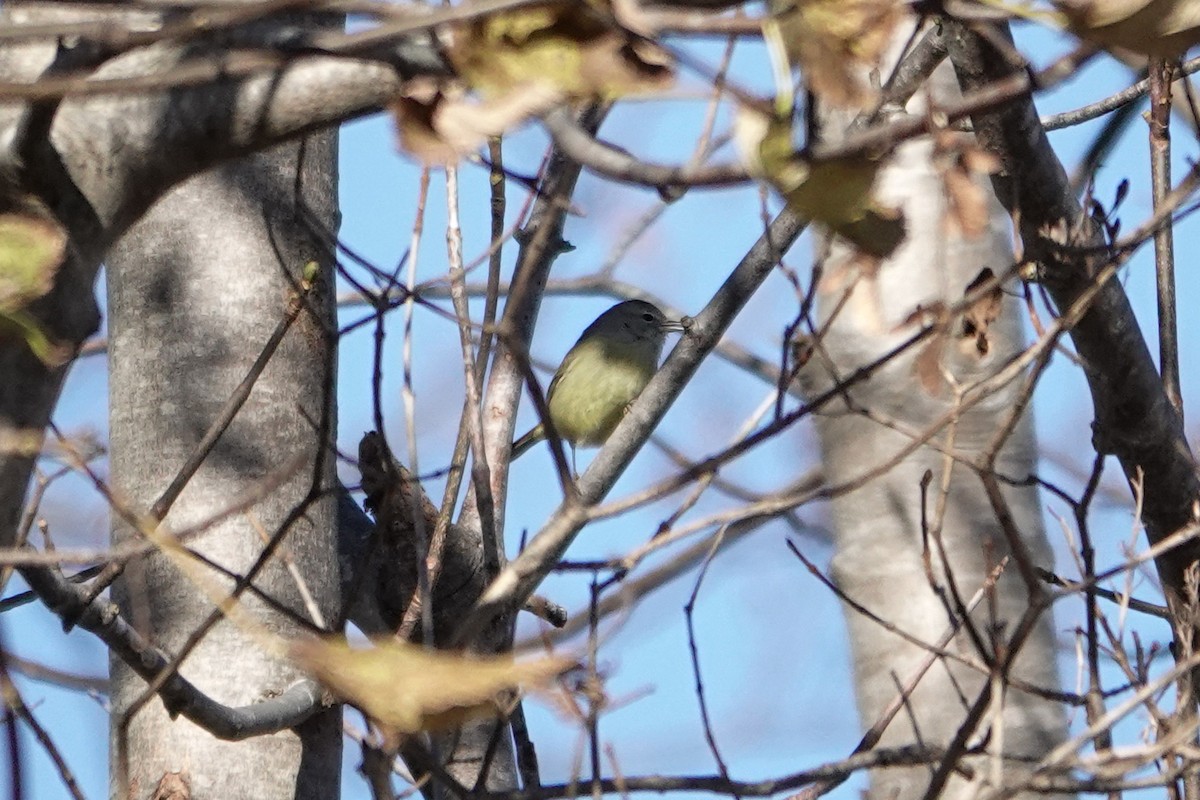 Orange-crowned Warbler - ML646086216