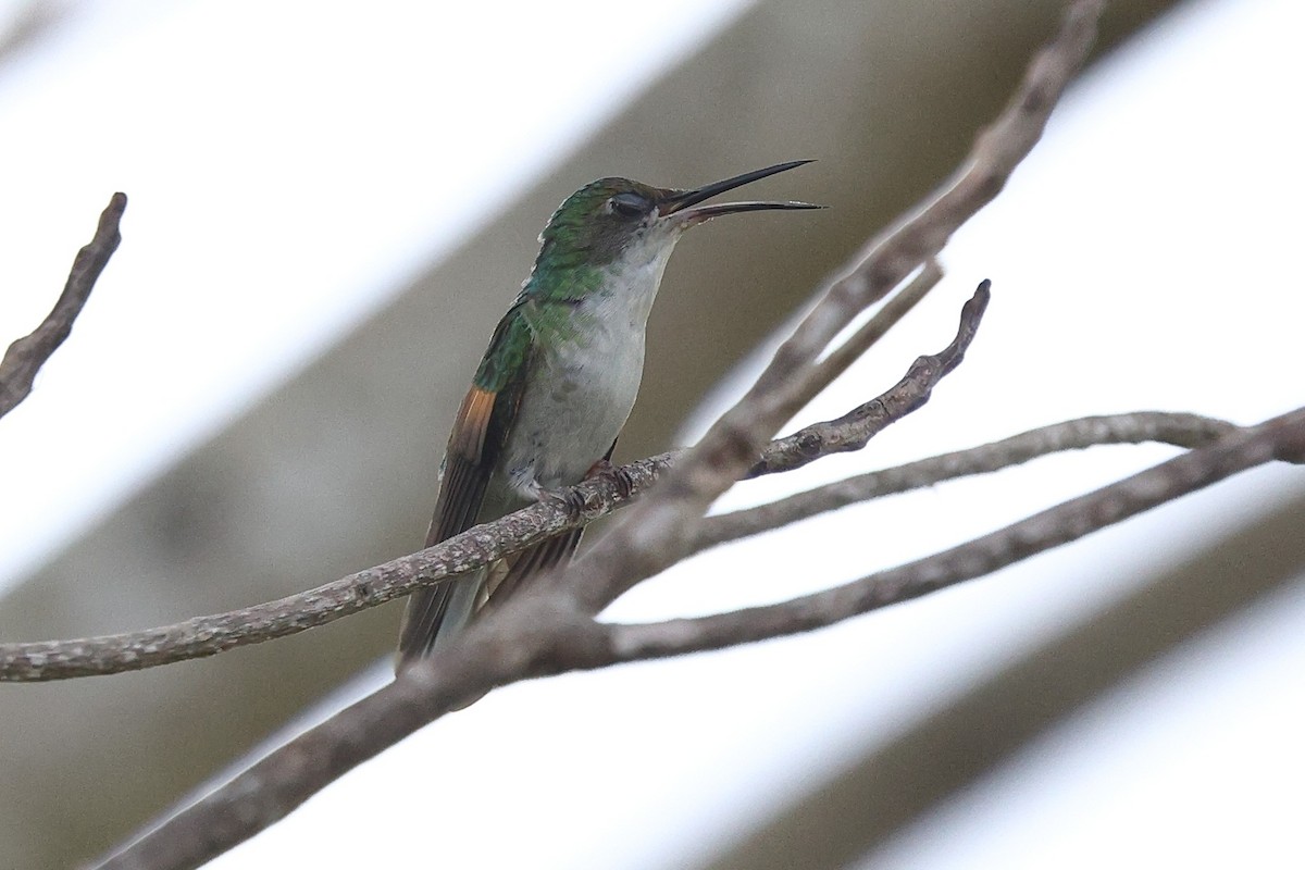 Blue-capped Hummingbird - ML646086217