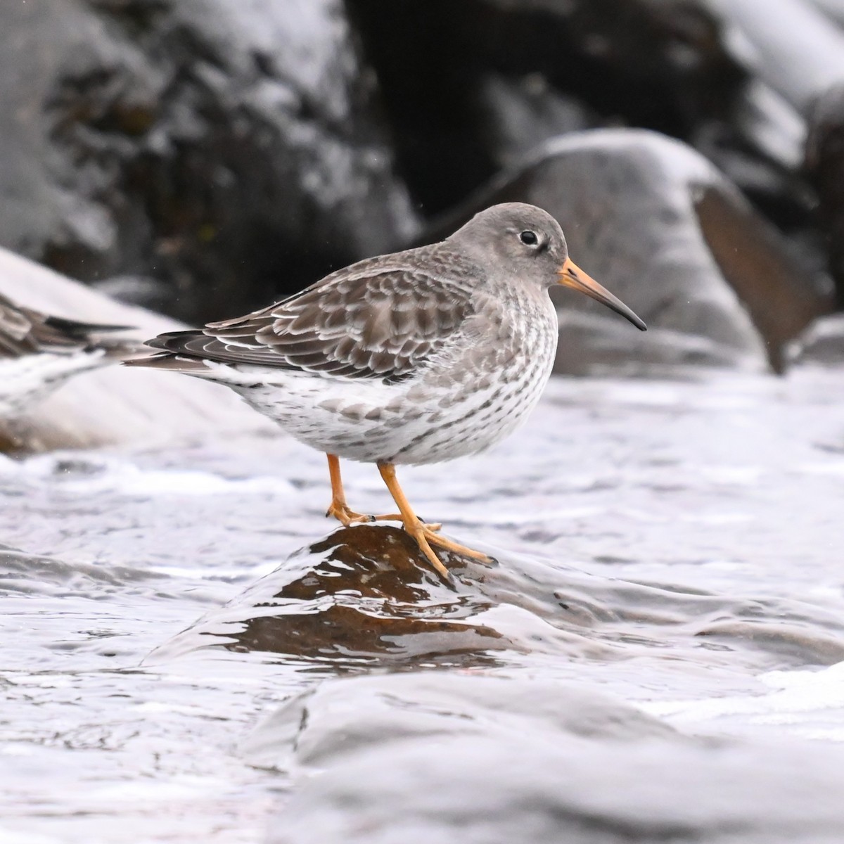 Purple Sandpiper - ML646086221