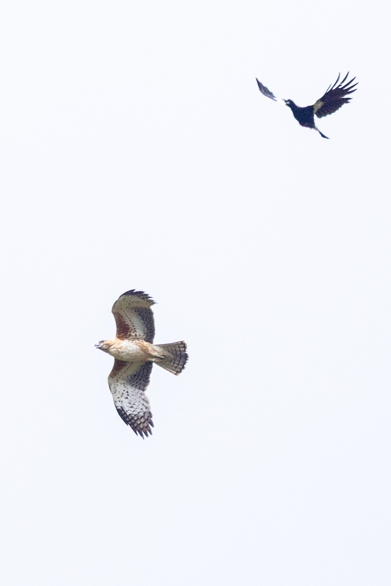 Australian Magpie - ML646086222