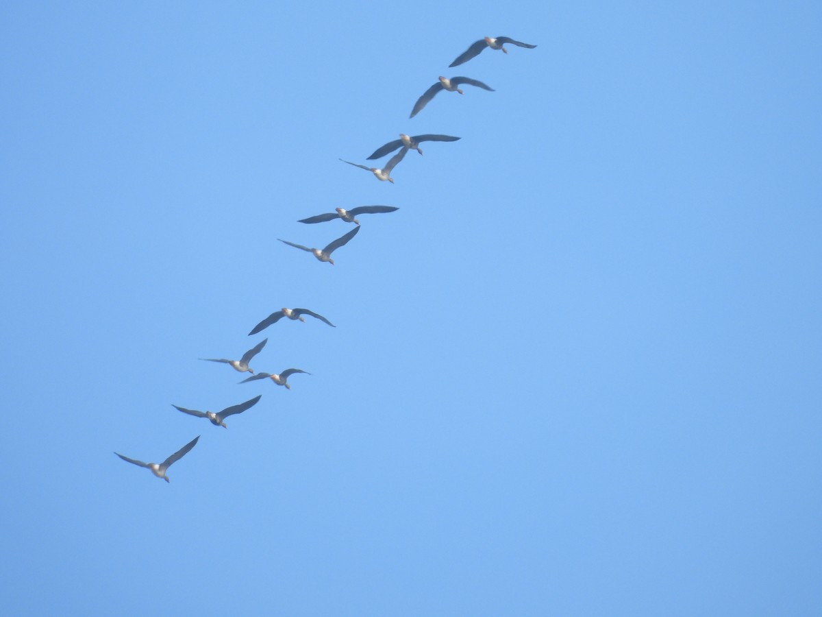 Greater White-fronted Goose - ML646086223