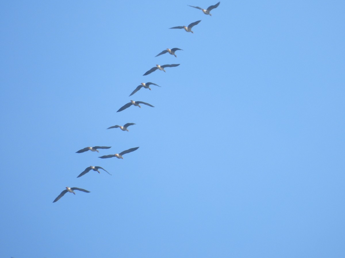 Greater White-fronted Goose - ML646086224