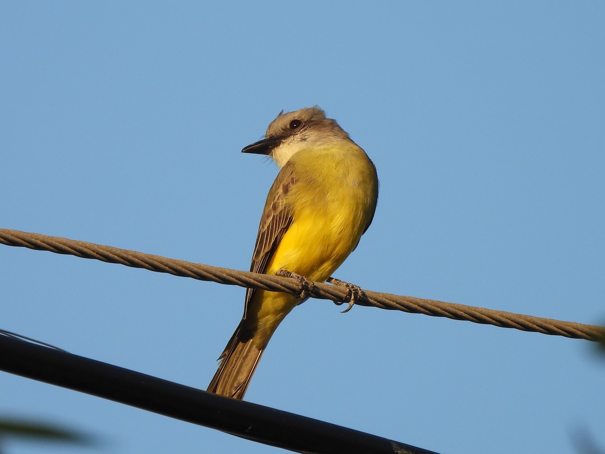 Tropical Kingbird - ML646086225