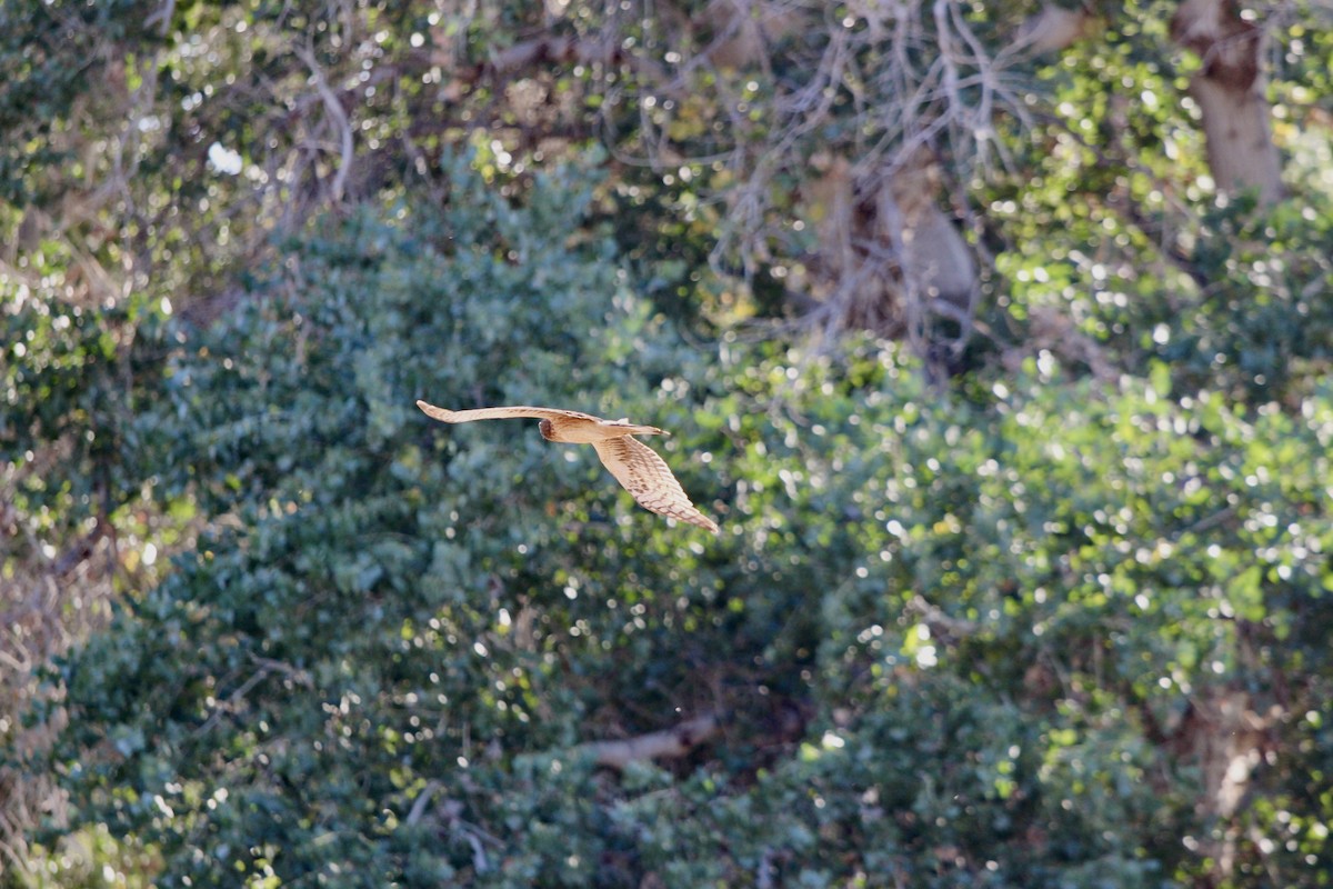 Northern Harrier - ML646086227