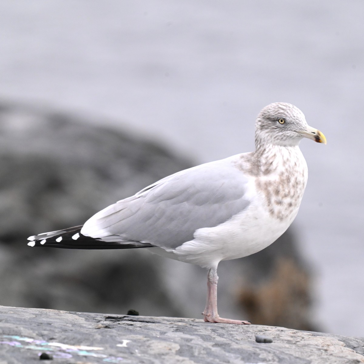 American Herring Gull - ML646086231