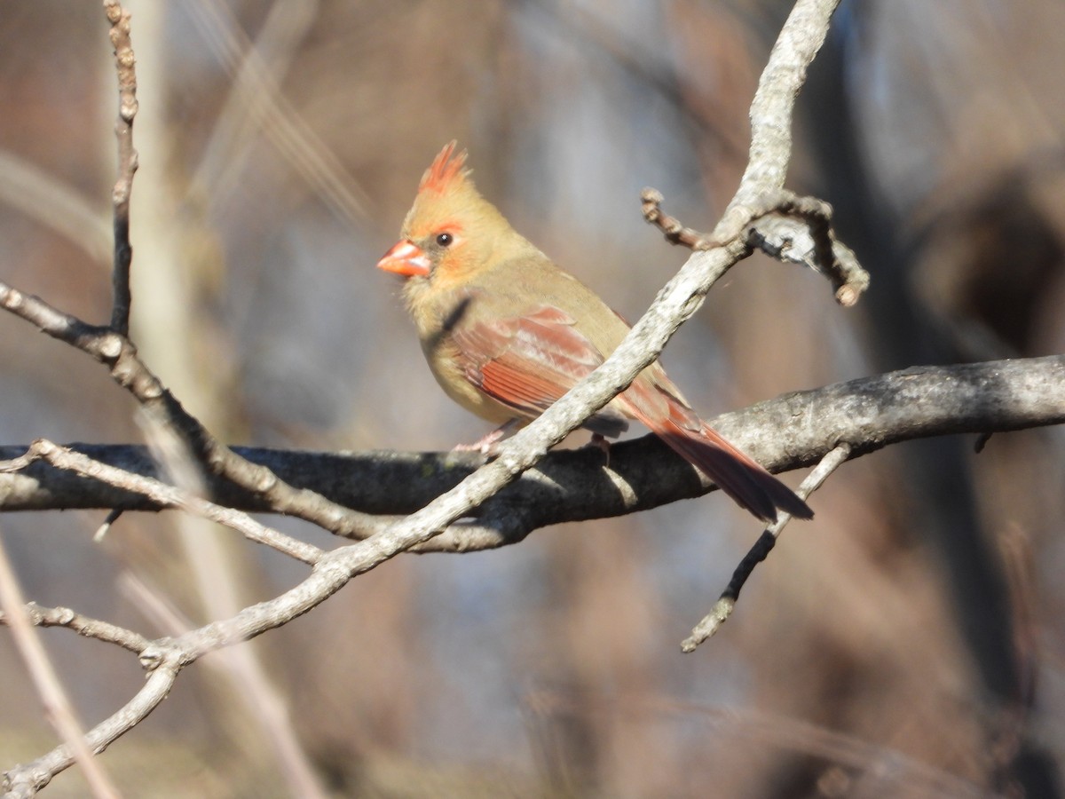 Northern Cardinal - ML646086236