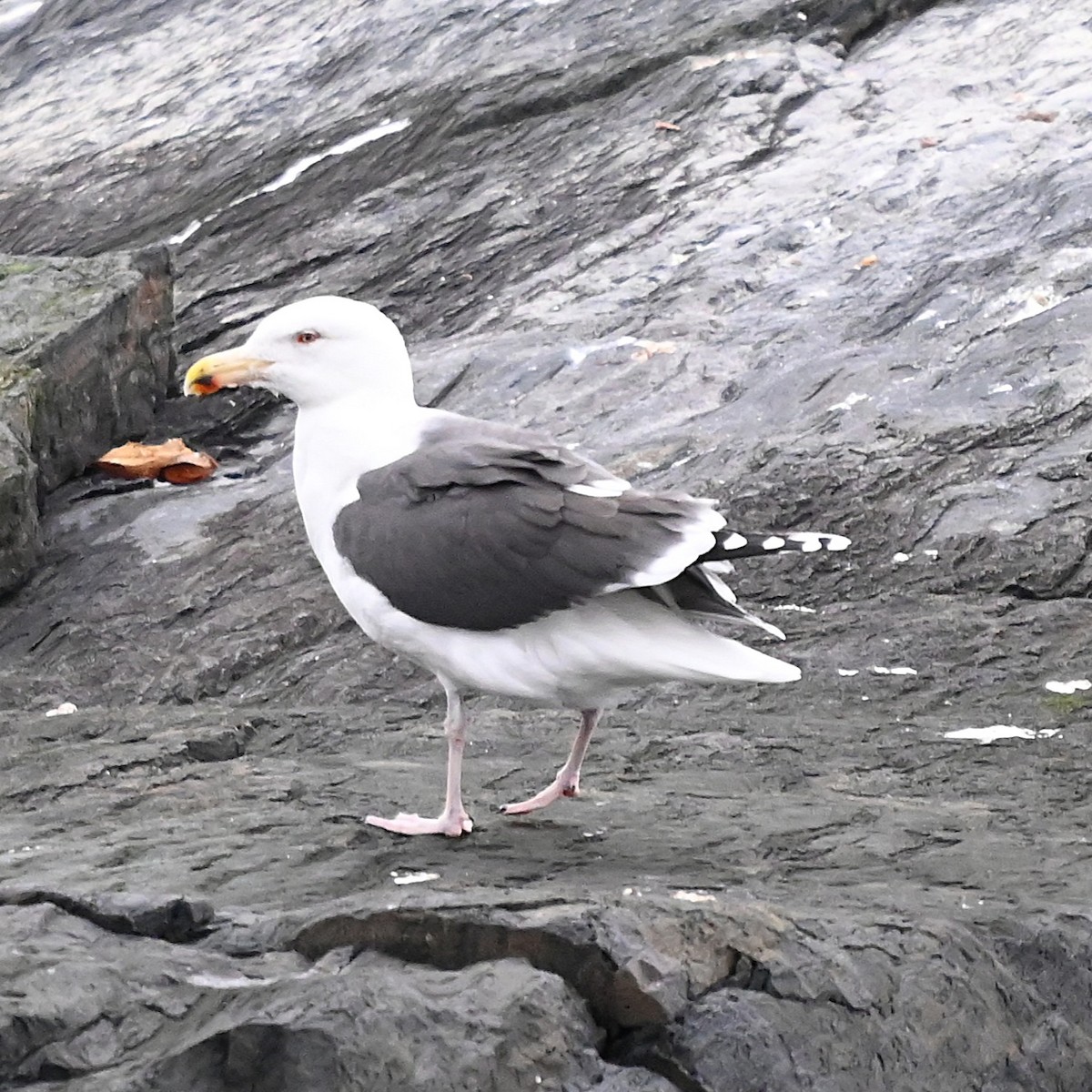 Great Black-backed Gull - ML646086238