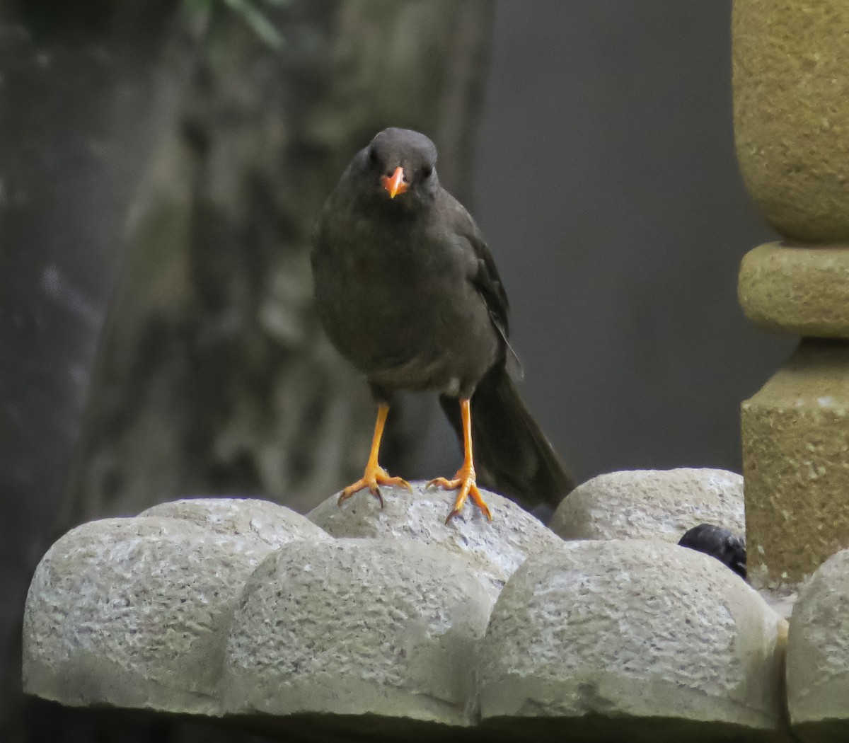 Great Thrush - ML646086244