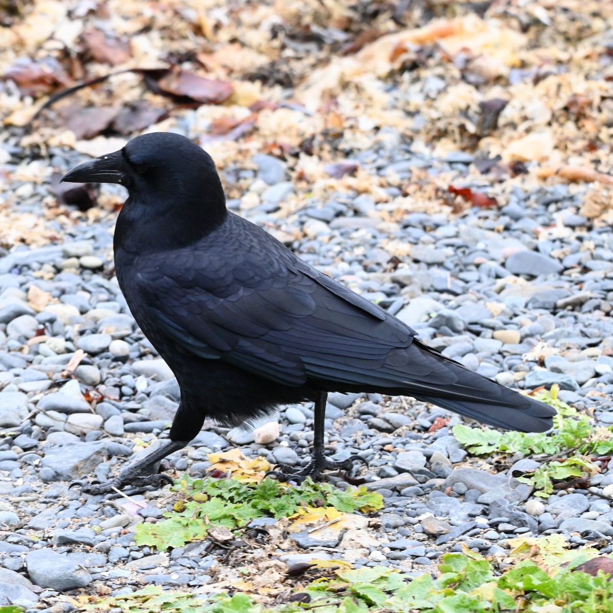 American Crow - ML646086248