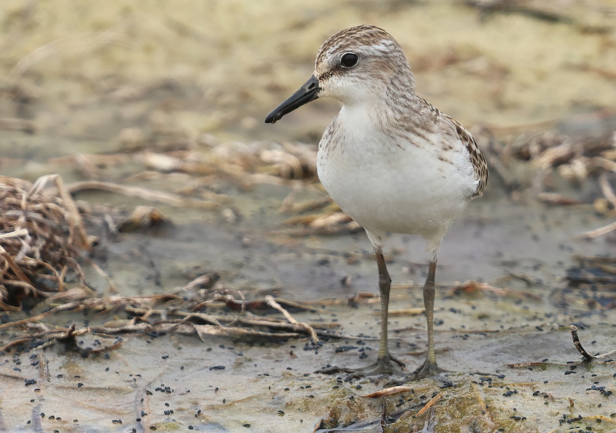 jespák srostloprstý - ML646086251