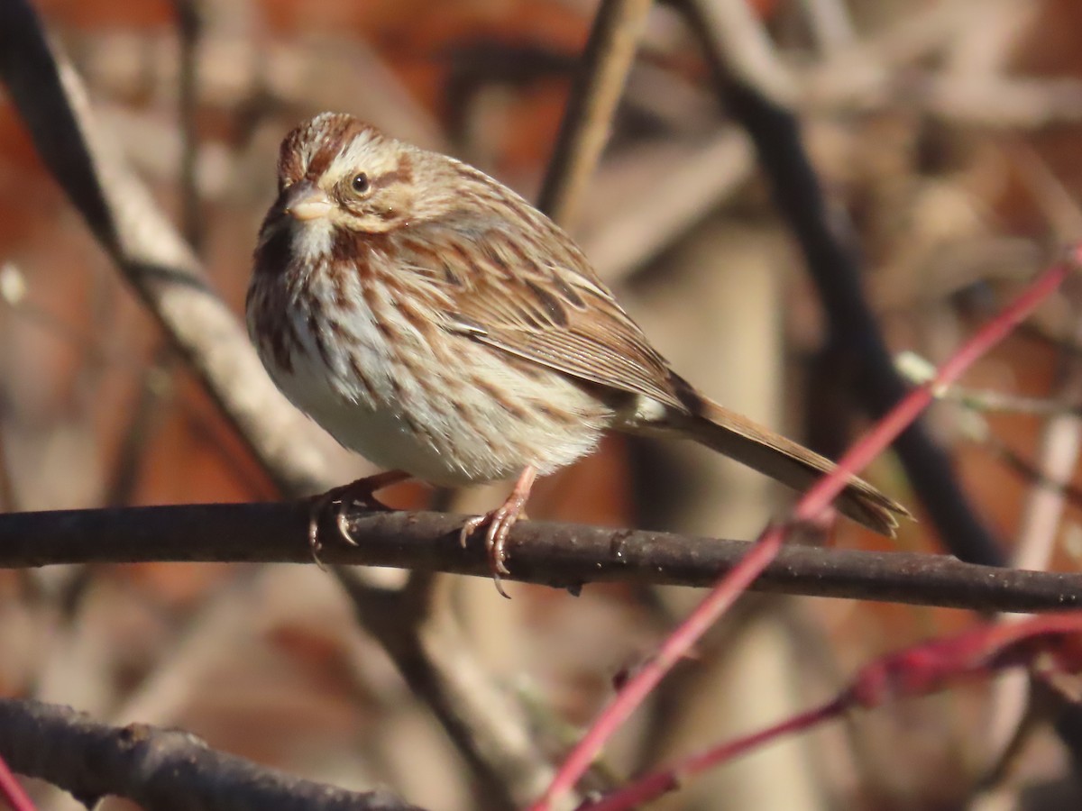 Song Sparrow - ML646086254