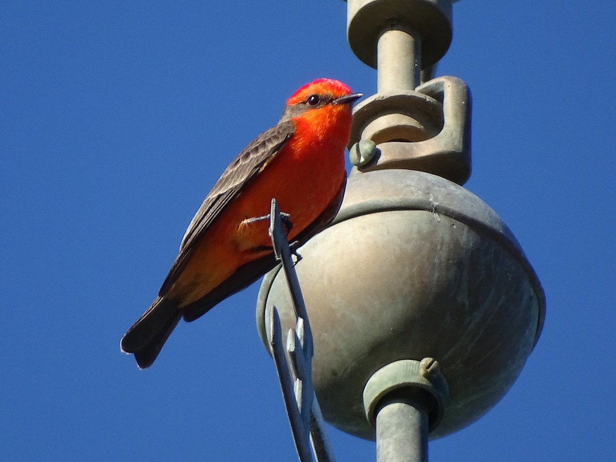 Vermilion Flycatcher - ML646086256