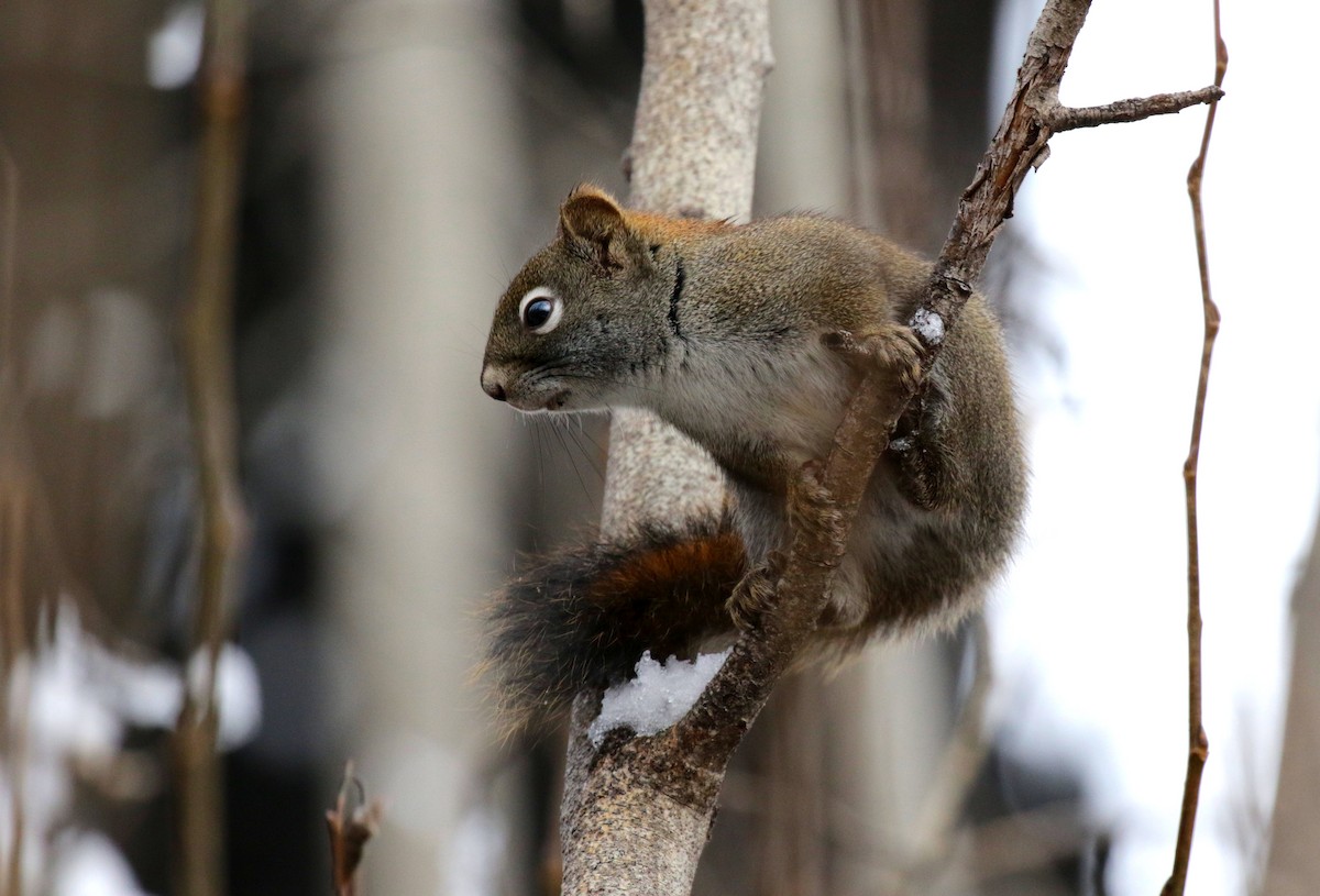 American Red Squirrel - ML646086257