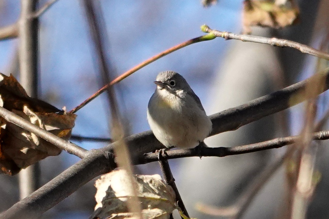 Virginia's Warbler - ML646086258