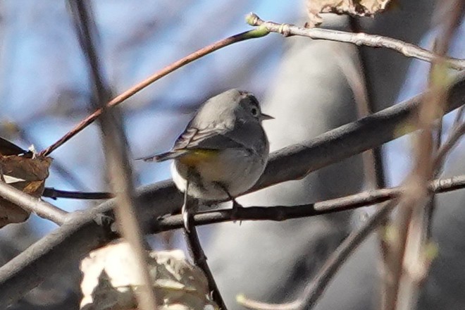 Virginia's Warbler - ML646086260