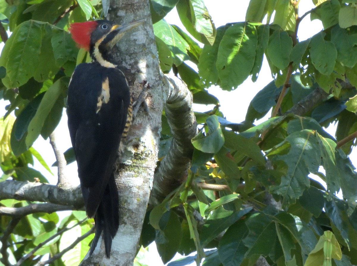 Lineated Woodpecker - ML646086274