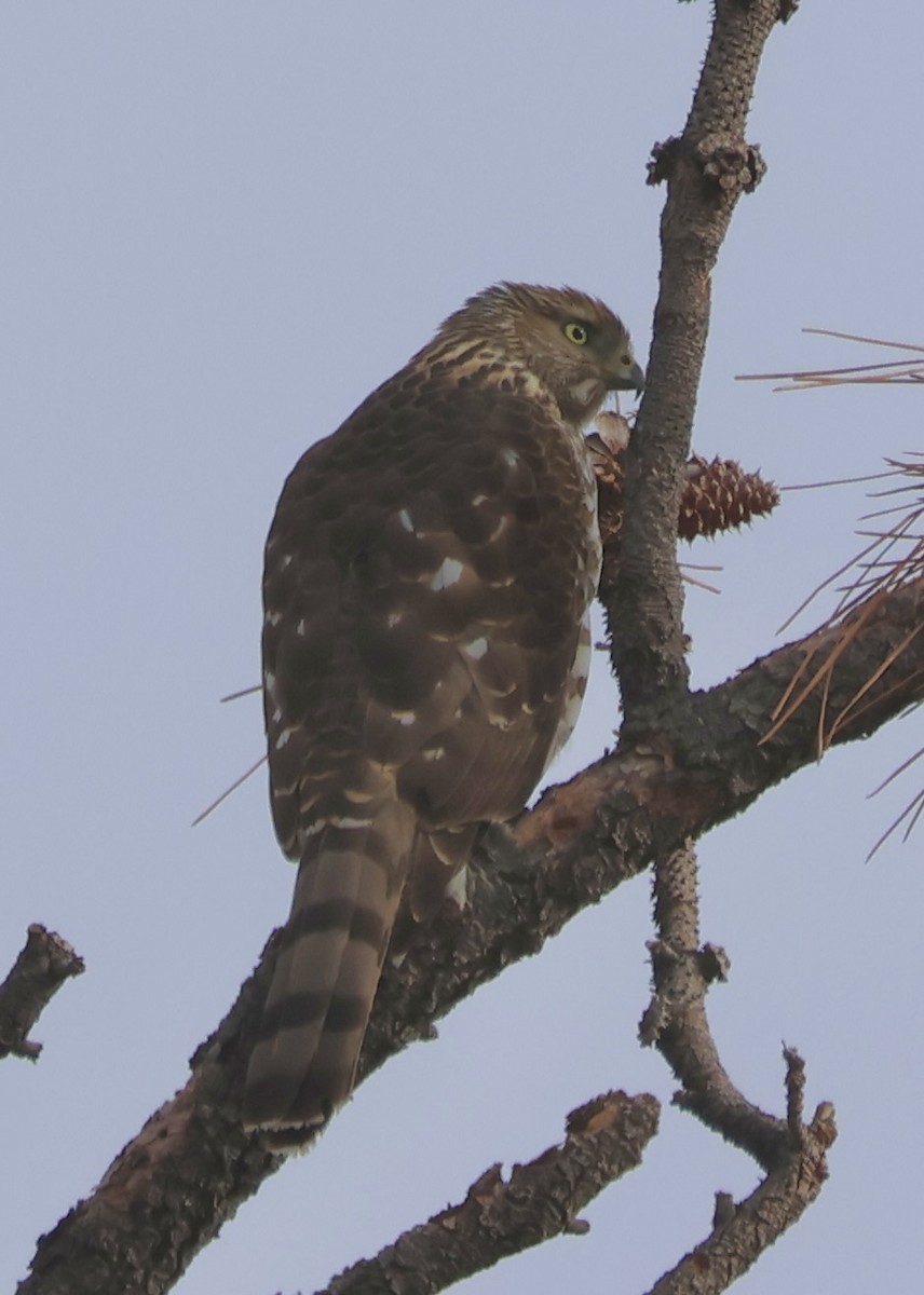 Cooper's Hawk - ML646086275