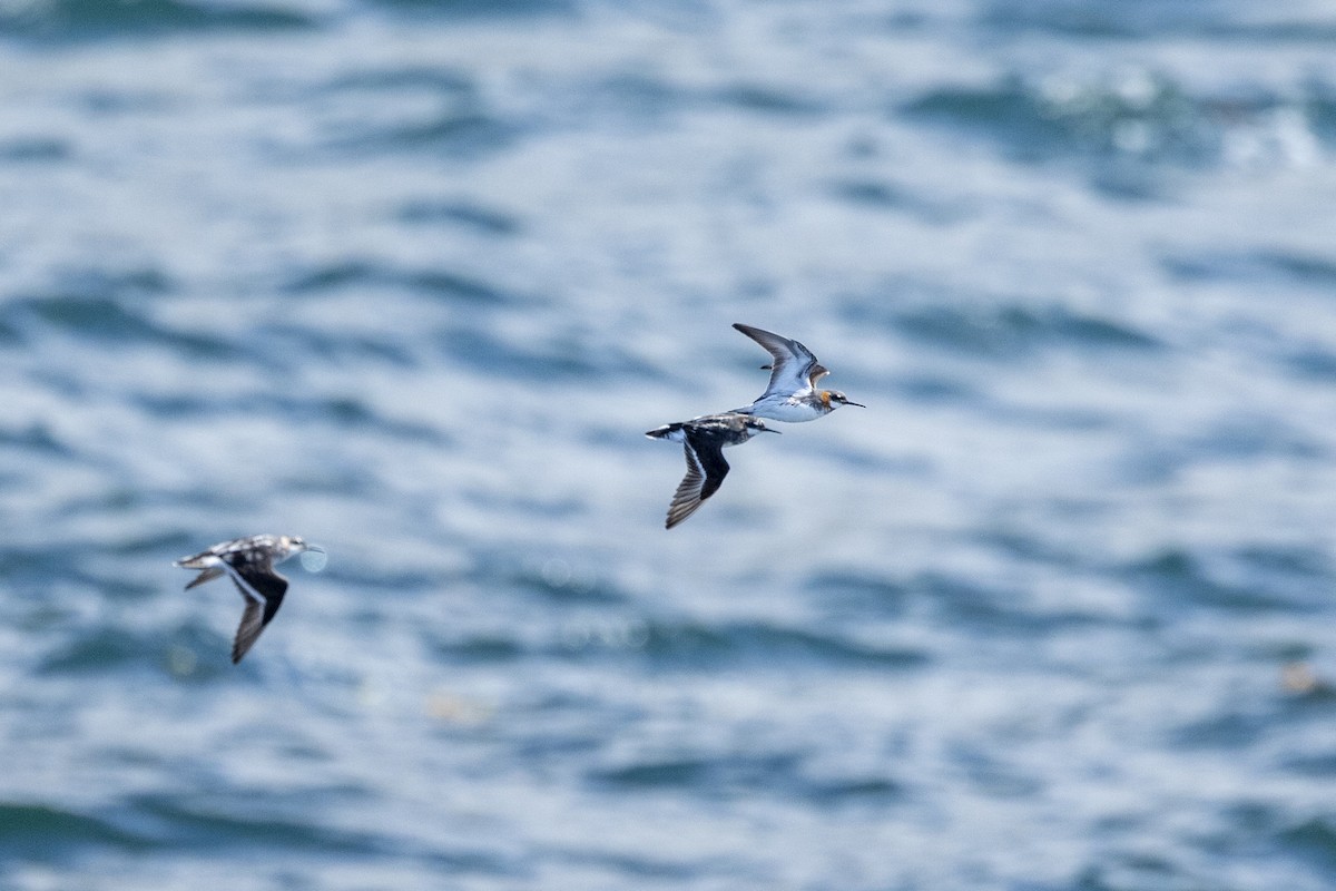 Red-necked Phalarope - ML646086276