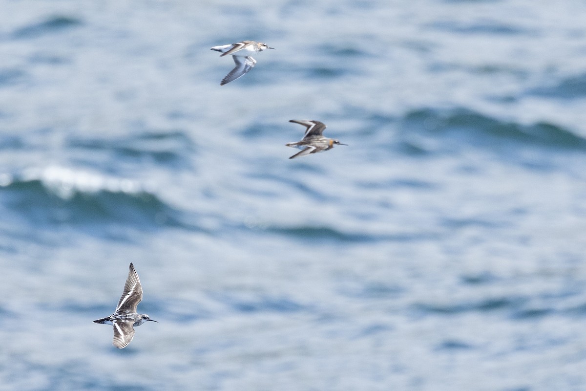 Red-necked Phalarope - ML646086277