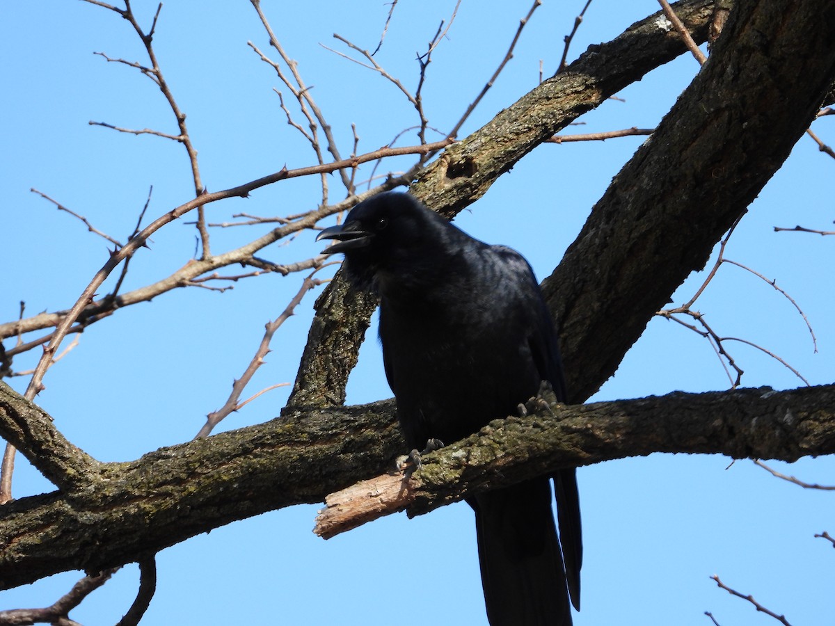 American Crow - ML646086281