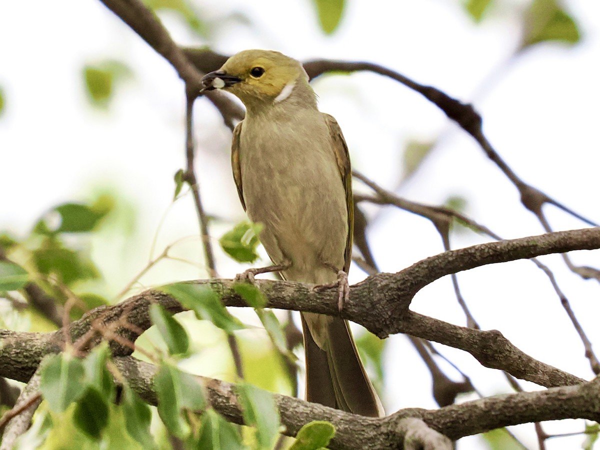 White-plumed Honeyeater - ML646086284